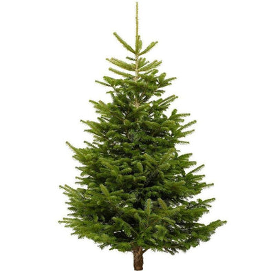 Reduced Christmas Trees
